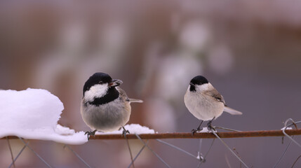 Coal tit with a seed in its beak and a black-headed looking at it on a snow-covered fence.. © chermit