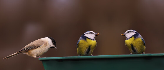 Three small birds, two blue tits and a black-headed sit on a feeder