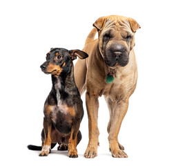 Sharpei and mongrel standing together, Isolated on white