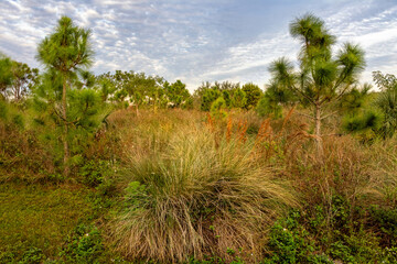 Lush pine flatwoods scene, ideal for environmental articles, nature guides, and outdoor lifestyle blogs.
