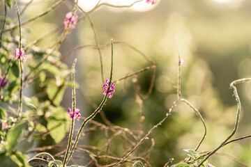 wild flowers in the field purple porterweed