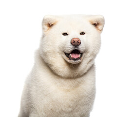 Head shot of a Akita Inu dogs, Isolated on wite