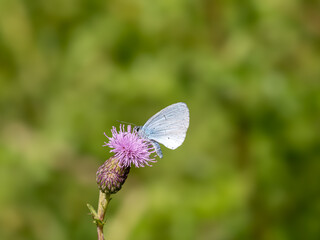 Holly Blue Butterfly. Wings Closed.