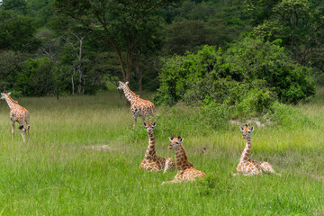 Gruppe von seltenen Uganda-Giraffen Jungtieren in Graslandschaft mit Akazien