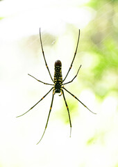 Spider on spider web with blurred green natural background and sunlight in Thailand, Close up.Copy space. Vertical.