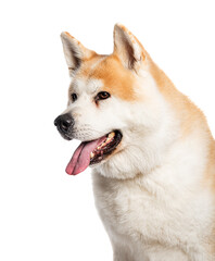 Head shot of Akita Iun, Isolated on wite
