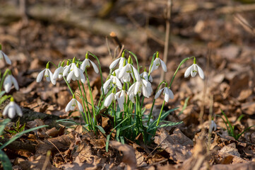 Galanthus nivalis flowering plants, bright white common snowdrop in bloom