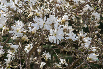 Star Magnolia stellata early spring flowering shrub, flowers with bright white tepals on branches in bloom