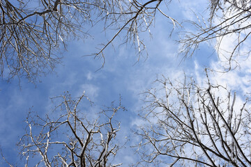 Snowy trees seen from below, beautiful winter blue sky