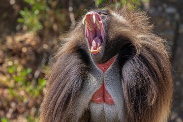 Fearsome Teeth of the Gelada Baboon