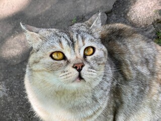 Cute real cat feline looking at camera.