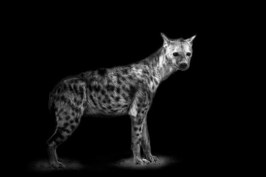 รูปภาพCatamountain – เลือกดูภาพถ่ายสต็อก เวกเตอร์ และวิดีโอ6,511 ...