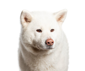 Head shot of a Akita Iun, Isolated on wite