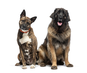 Mongrel and Leonberger, isolated on white