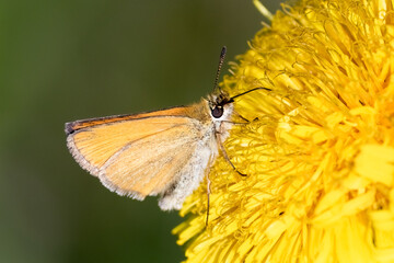 Essex Skipper