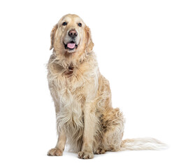 Old Golden Retriever sitting, isolated on white