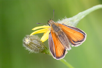 Essex Skipper