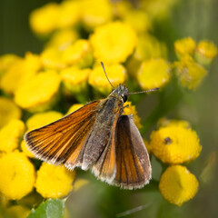 Essex Skipper