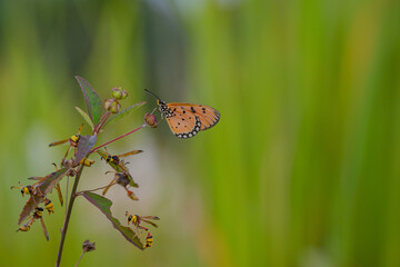 yellow butterfly with a beautiful background, as well as details of a butterfly
