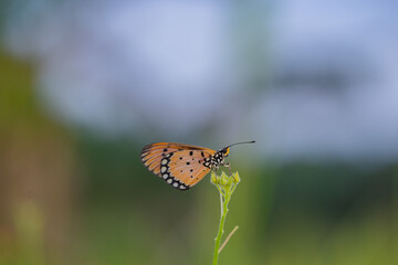 yellow butterfly with a beautiful background, as well as details of a butterfly