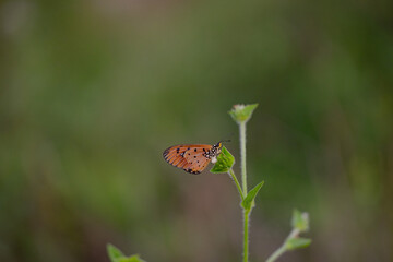 yellow butterfly with a beautiful background, as well as details of a butterfly