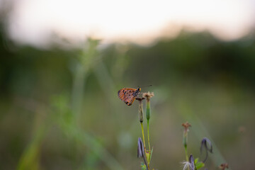 yellow butterfly with a beautiful background, as well as details of a butterfly