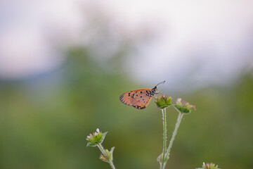 yellow butterfly with a beautiful background, as well as details of a butterfly