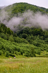 Cows grazing early in the morning in a pasture in the mountains, veils of fog and clouds hang in the mountains, Transfagarasan, Transylvania Romania