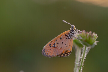 detail of a butterfly, taken at close range so that it appears clear and sharp to the butterfly's eye