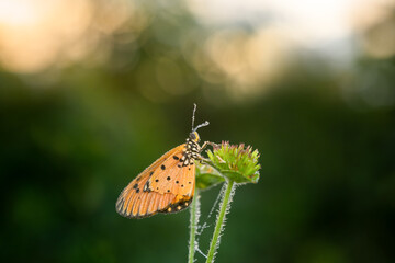 detail of a butterfly, taken at close range so that it appears clear and sharp to the butterfly's eye