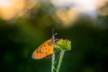 detail of a butterfly, taken at close range so that it appears clear and sharp to the butterfly's eye