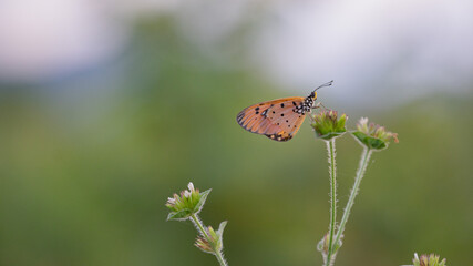 yellow butterfly with a beautiful background, as well as details of a butterfly
