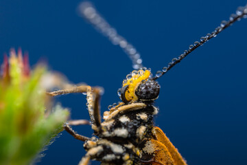 detail of a butterfly, taken at close range so that it appears clear and sharp to the butterfly's eye