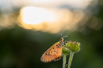 detail of a butterfly, taken at close range so that it appears clear and sharp to the butterfly's eye