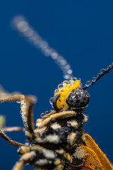 detail of a butterfly, taken at close range so that it appears clear and sharp to the butterfly's eye