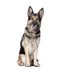 Old graying German shepherd