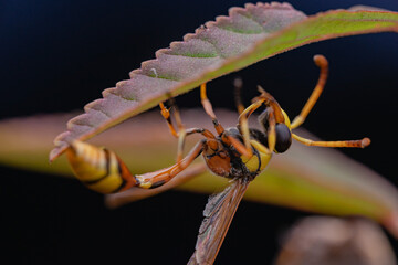 bees, yellow jackets taken at close range reveal details
