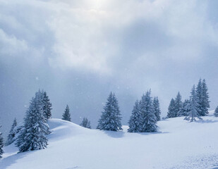 Snow-covered fir trees on a mountain slope in winter. 