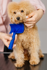 Cute female groomer combing the hair of a small cute maltipoo puppy. A funny little dog sits in a grooming salon or veterinary clinic. Cute poodle dog getting a haircut.