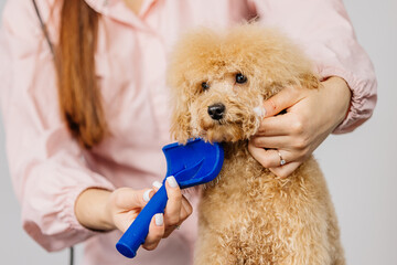 Cute female groomer combing the hair of a small cute maltipoo puppy. A funny little dog sits in a...