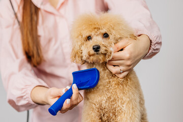 Cute female groomer combing the hair of a small cute maltipoo puppy. A funny little dog sits in a grooming salon or veterinary clinic. Cute poodle dog getting a haircut. - obrazy, fototapety, plakaty