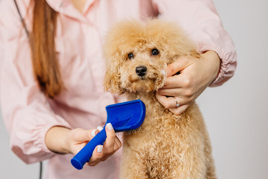 Cute female groomer combing the hair of a small cute maltipoo puppy. A funny little dog sits in a grooming salon or veterinary clinic. Cute poodle dog getting a haircut.