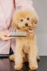 Cute groomer combing the hair of a small cute Maltipur puppy for fur. The concept of advertising dog grooming products and special equipment for animals.