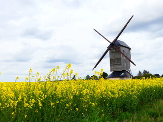 Paysage de champs de colza et moulin &agrave; vent dans La Beauce