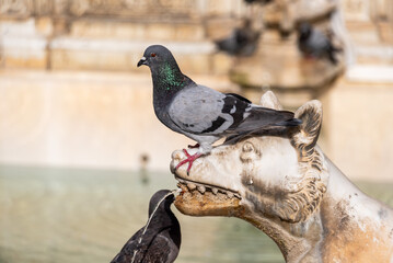 Doves sitting on the Gaia Fountain at the Piazza del Campo in Siena