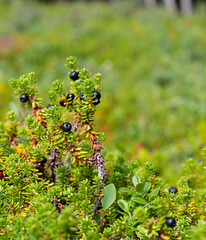 Crowberries on green ground