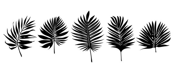 Beautiful palm tree leaf set silhouette background vector illustration 3.	
