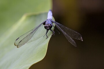 dragonfly on a leaf