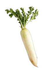 radish isolated on white