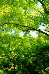 Obraz premium 新緑の美しい東福寺の境内